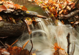 leaves on the water of the Rau de Vieux Fourneau