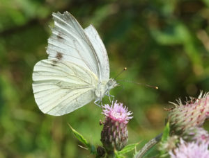 Butterfly on thistle
