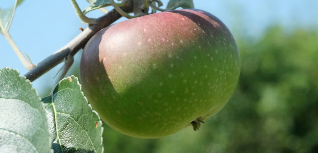 An apple in the orchard of Jardin Prangeleu