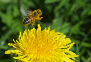 Bee and dandelion