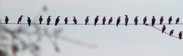 Starlings on powerline