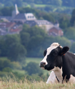 cow lying in field with Villers-Ste-Gertrude in background